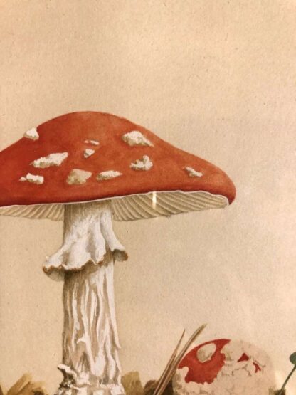 signed original watercolour painting of a fly agaric mushroom by ASB Maddenwatercolour painting of a fly agaric mushroom by ASB Madden
